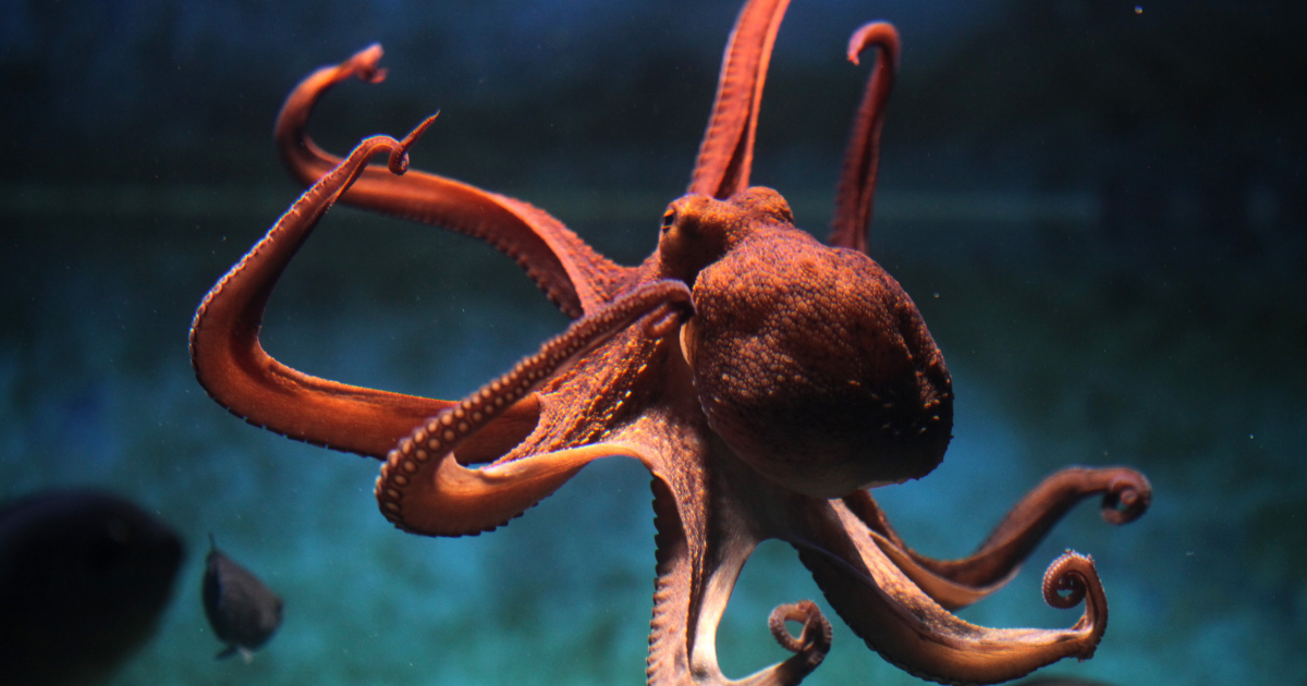What Are You Doing to Celebrate World Octopus Day? We Have a Suggestion